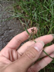 Cyperus stoloniferus