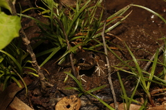 Litoria latopalmata