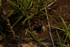 Litoria latopalmata