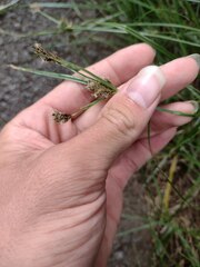 Cyperus stoloniferus