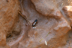 Bembidion quadrimaculatum