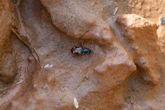 Bembidion quadrimaculatum