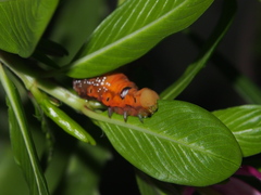 Daphnis nerii