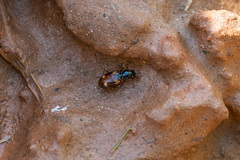 Bembidion quadrimaculatum