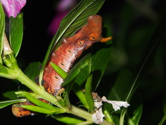Daphnis nerii
