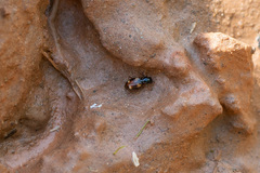 Bembidion quadrimaculatum