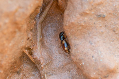 Bembidion quadrimaculatum