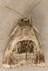 Tripudia rectangula