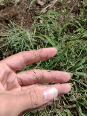 Eragrostis tenuifolia