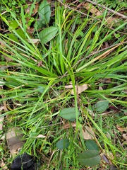 Carex fascicularis