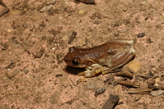 Litoria balatus