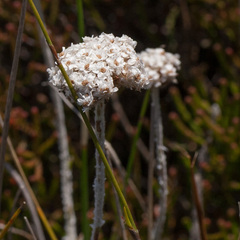 Anaxeton asperum