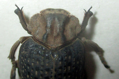 Trogidae