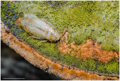 Panchlora thalassina