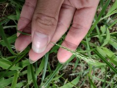 Digitaria velutina