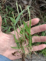 Digitaria velutina