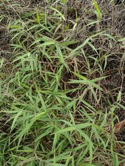 Melinis minutiflora