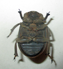 Trogidae