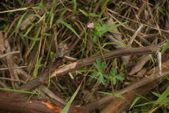 Geranium dissectum