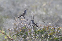 Cercotrichas coryphoeus cinerea