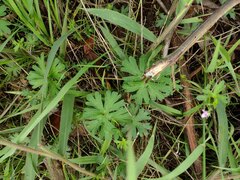 Geranium dissectum