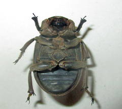 Trogidae