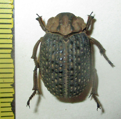 Trogidae