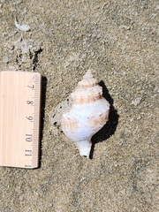 Austrofusus glans