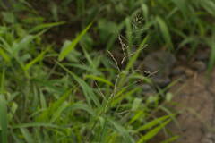 Eragrostis curvula