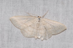 Scopula nigropunctata