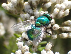 Neomyia