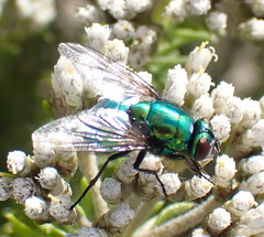 Neomyia