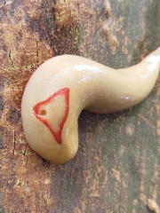 Triboniophorus graeffei