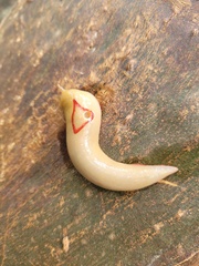 Triboniophorus graeffei