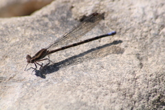 Argia