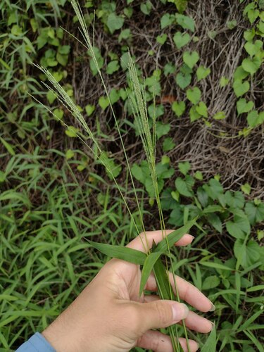 Long-Plumed Finger Gras (Digitaria velutina)