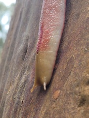 Triboniophorus graeffei