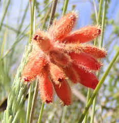 Erica cerinthoides cerinthoides
