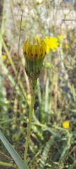 Senecio inaequidens