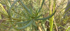 Senecio inaequidens