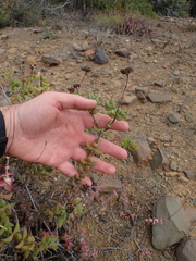 Crassula mesembryanthoides
