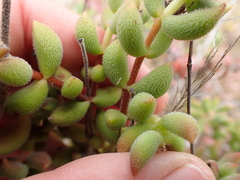 Crassula mesembryanthoides