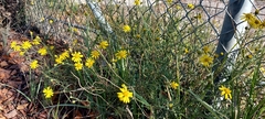 Senecio inaequidens