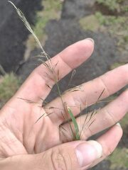 Eragrostis tenuifolia