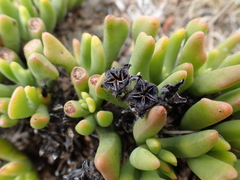 Rhombophyllum dolabriforme