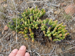 Rhombophyllum dolabriforme