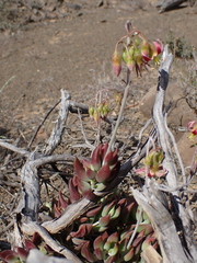 Cotyledon papillaris
