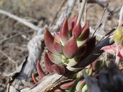 Cotyledon papillaris
