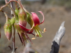 Cotyledon papillaris