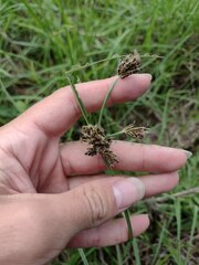 Cyperus stoloniferus
